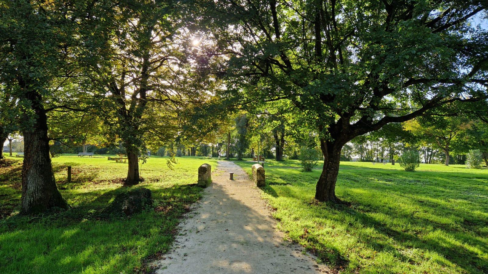 Sentier ensoleillé dans un parc verdoyant bordé de grands arbres sous une lumière matinale paisible.
