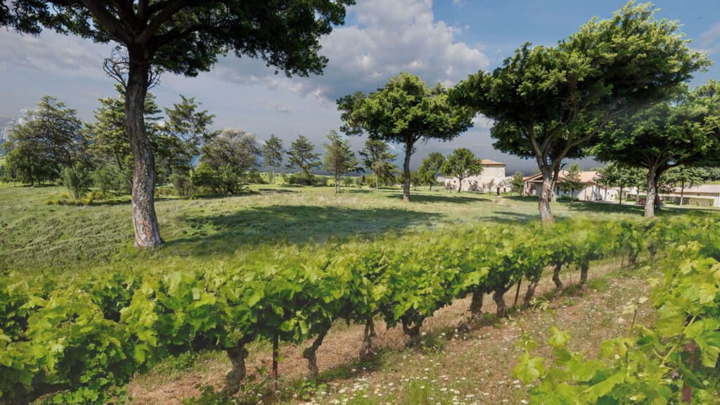 Vignoble et Campagne : Un Paysage Paisible et Ensoleillé Vignoble verdoyant et arbres majestueux dans un paysage de campagne ensoleillé avec une bâtisse ancienne.