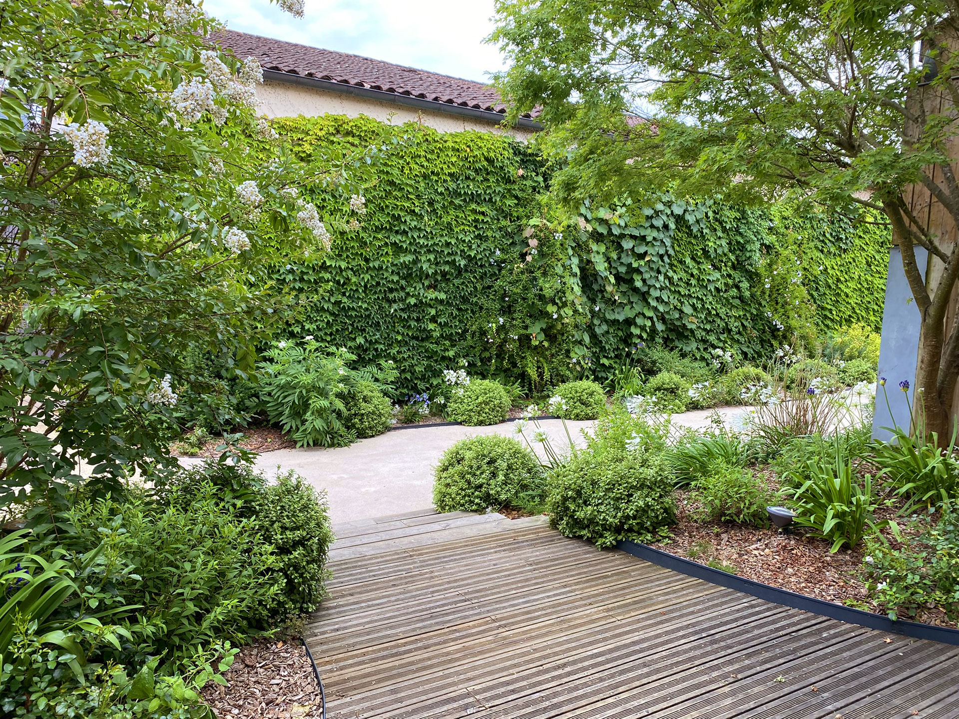 Terrasse en bois menant à un jardin luxuriant avec mur végétal dense et buissons arrondis.