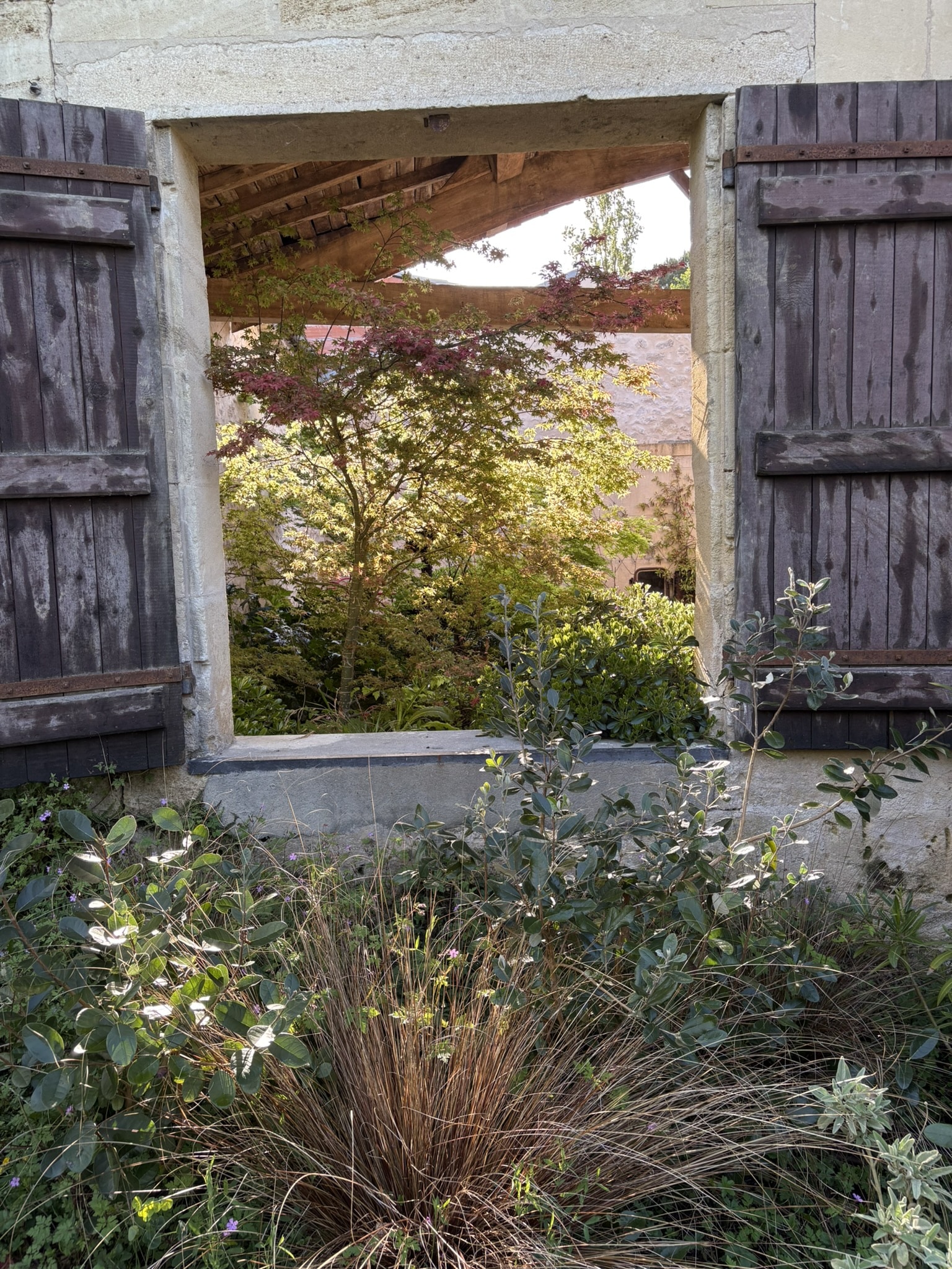 Fenêtre en pierre avec volets bois ouverts sur un jardin ensoleillé et un érable japonais.
