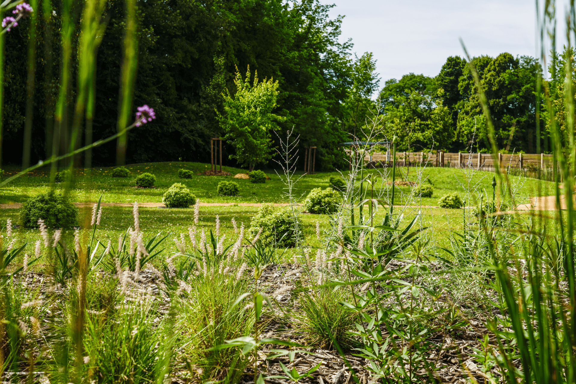 Jardin paysager avec buissons ronds, graminées et forêt dense en arrière-plan.