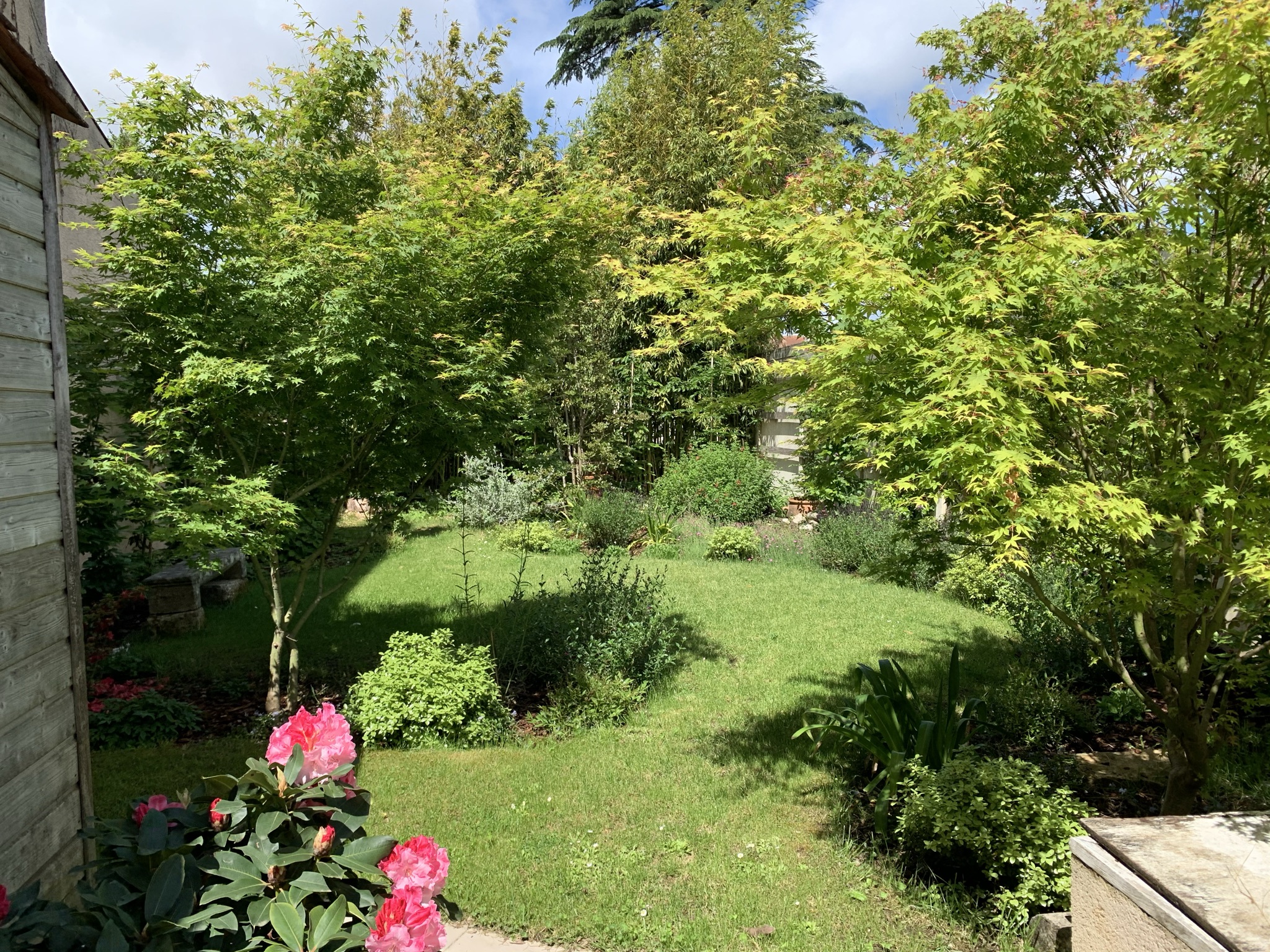 Jardin ensoleillé avec érables du Japon, rhododendrons roses et pelouse verdoyante.