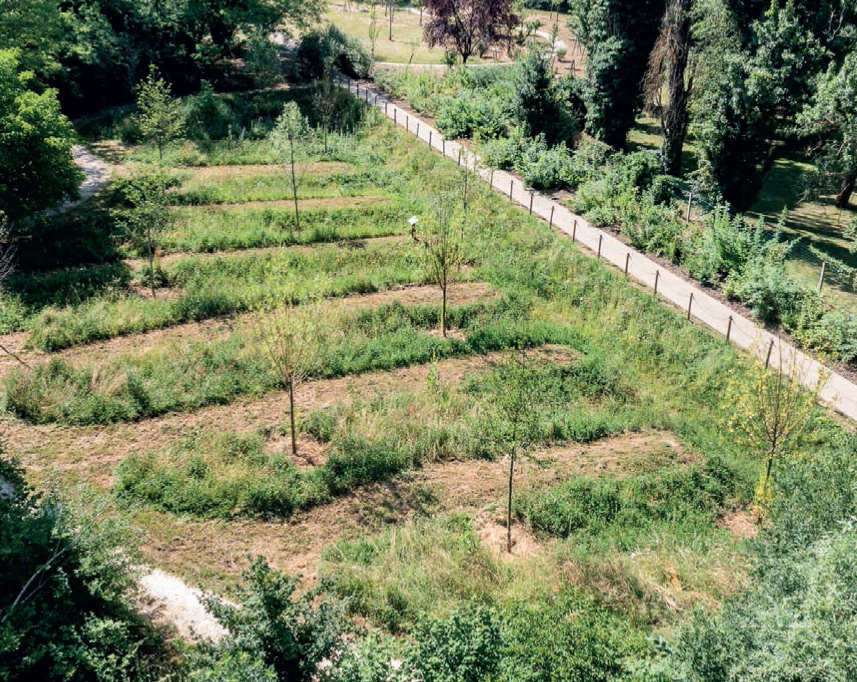 Jardin paysager en terrasses avec jeunes arbres et sentier piéton clôturé.