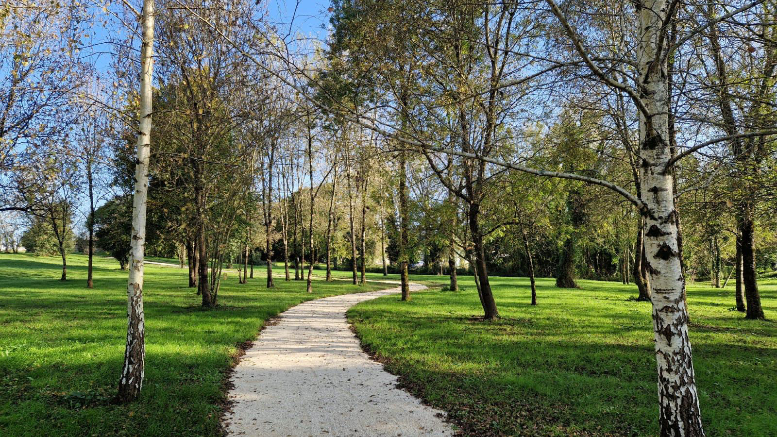 Sentier sinueux en gravier blanc traversant un parc verdoyant bordé de bouleaux sous un ciel bleu ensoleillé.