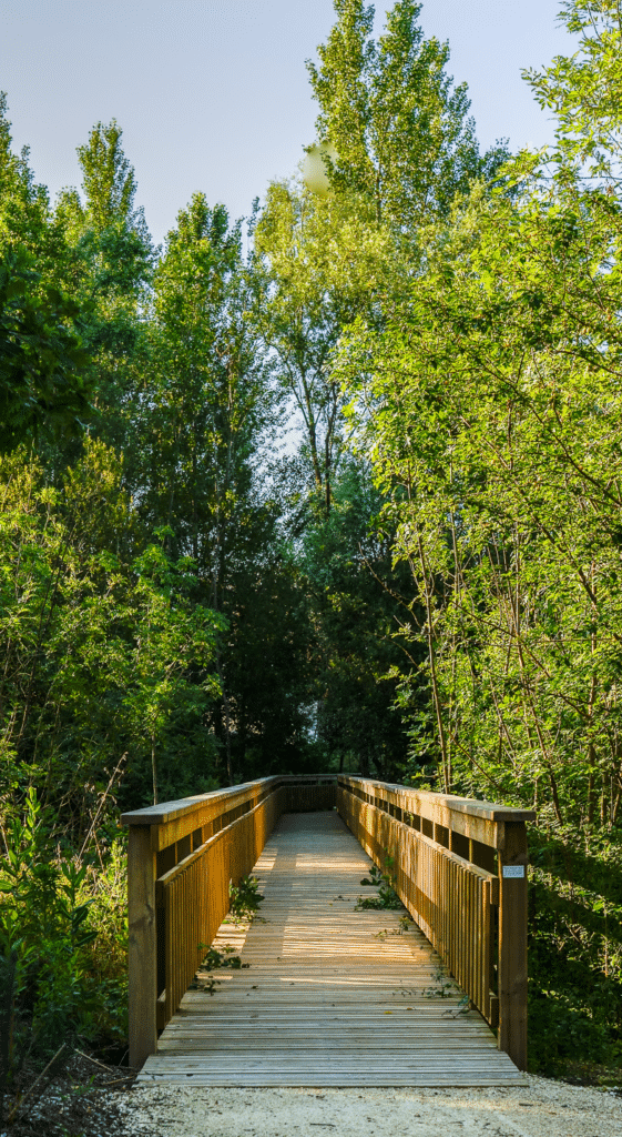 Passerelle en bois en forêt : balade nature ensoleillée Ponton en bois traversant une forêt dense et ensoleillée vers un sous-bois calme et ombragé.
