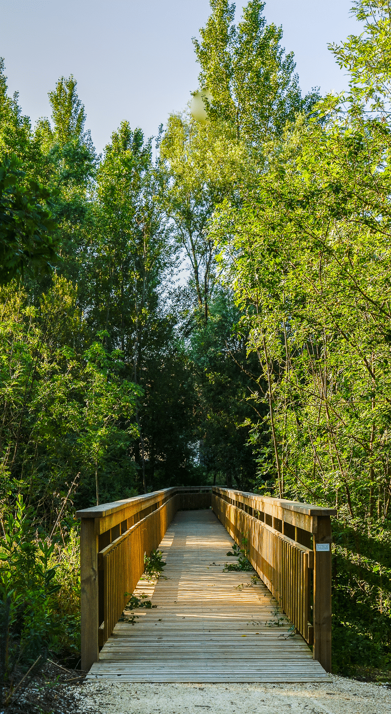 Ponton en bois traversant une forêt dense et ensoleillée vers un sous-bois calme et ombragé.