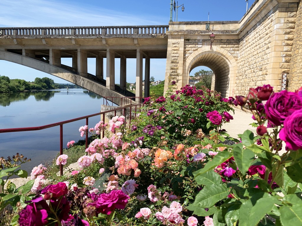 Pont de Pierre et Roses en Fleur au Bord de l'Eau Roses multicolores devant un pont en béton et une arche de pierre longeant une rivière paisible.